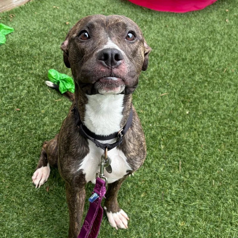 A young medium-sized female Brindle Mixed Breed dog named April for adoption in Oak Park, IL