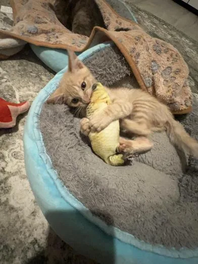 A baby small-sized male Orange & White Domestic Short Hair cat named Butterscotch for adoption in Liverpool, TX