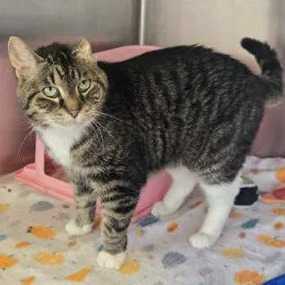 A senior small-sized female Brown / Chocolate Domestic Short Hair cat named Deb for adoption in Madison, WI