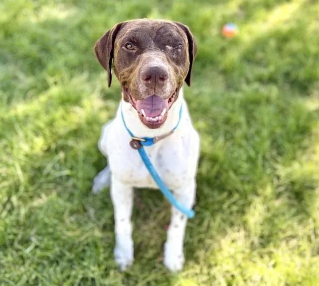 An adult large-sized male Pointer dog named Canelo for adoption in San Jose, CA