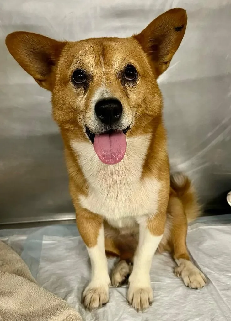 An adult small-sized male Corgi dog named Heath for adoption in North Vernon, IN