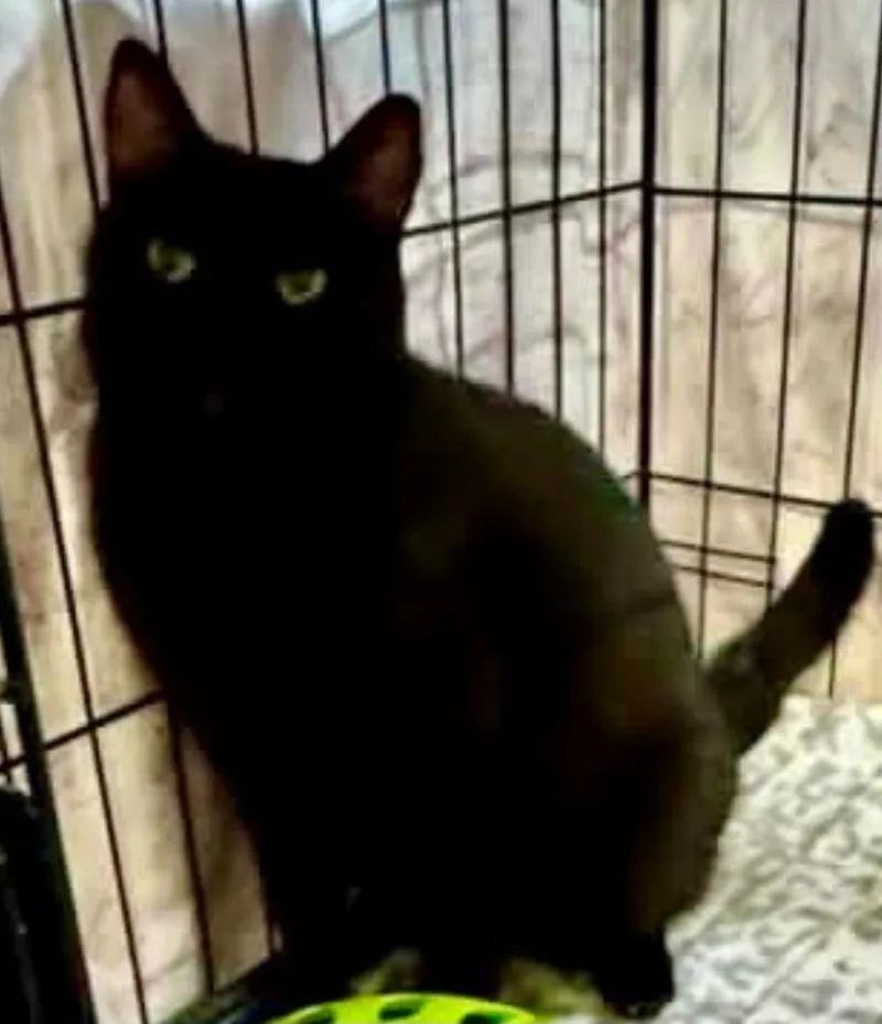 An adult large-sized female Domestic Short Hair cat named Liliana for adoption in Centerville, GA