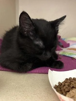 A baby medium-sized male Domestic Short Hair cat named Sailboat for adoption in Sacramento, CA