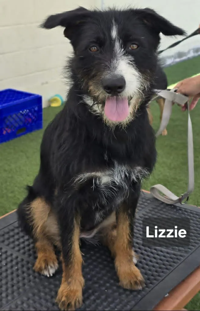 A young medium-sized female German Shepherd Dog dog named Lizzie for adoption in Visalia, CA