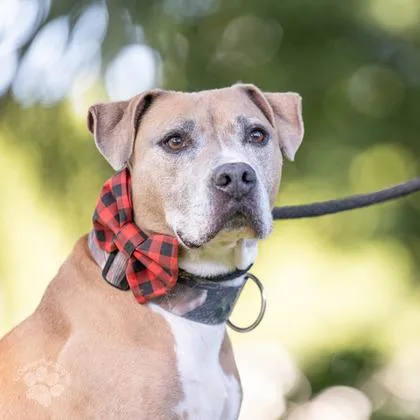 Pele Boy thumbnail 4