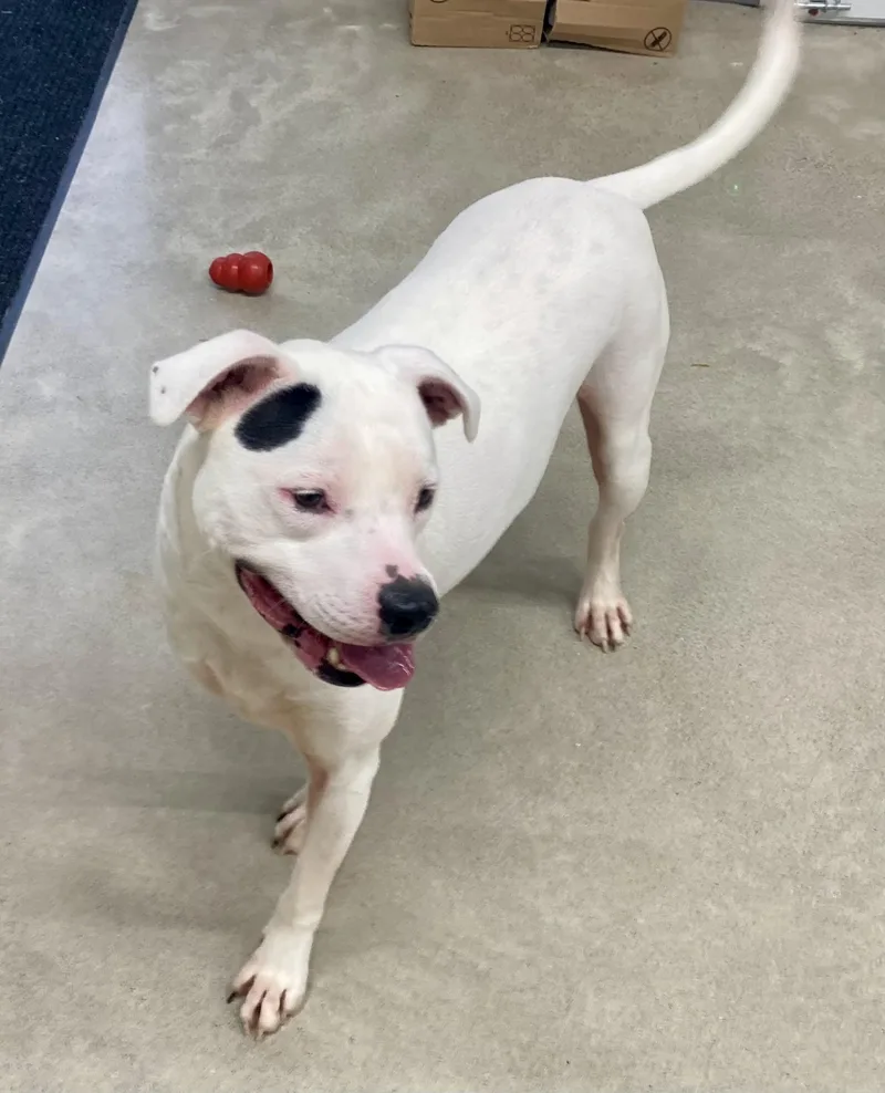 A young medium-sized female Mixed Breed dog named Athena for adoption in Pleasant Ridge, MI