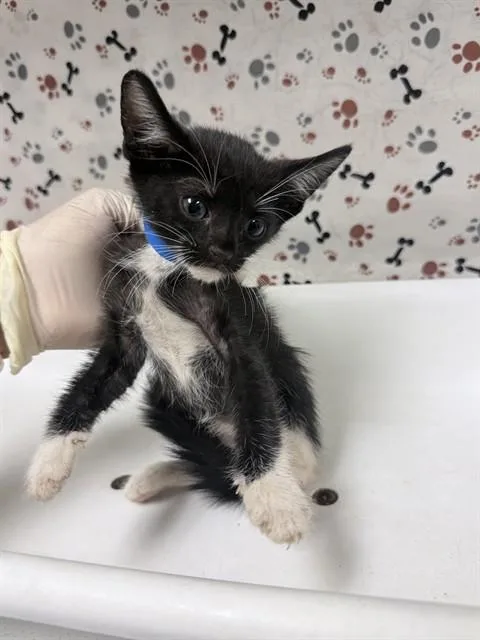 A baby small-sized male Domestic Short Hair cat named Adam for adoption in Riverside, CA
