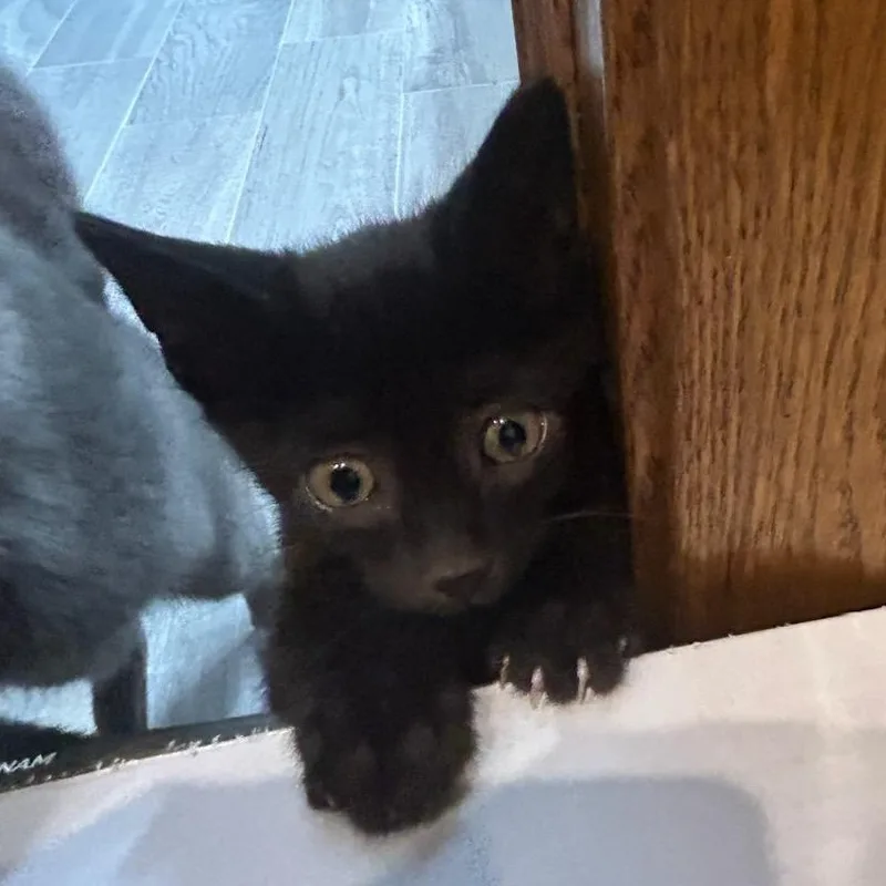 A baby small-sized male Black Domestic Short Hair cat named Prospero for adoption in Bolingbrook, IL