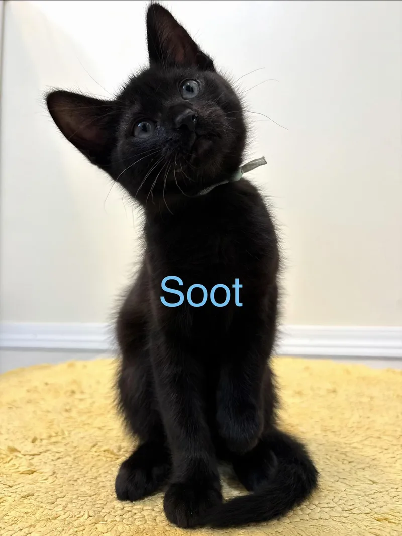 Soot thumbnail 3