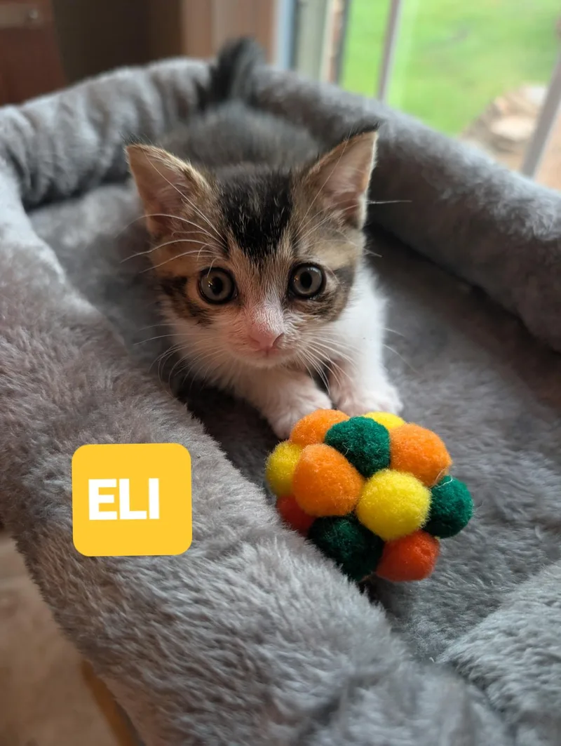 Eli