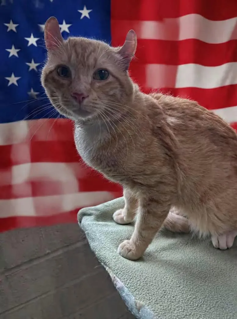 An adult medium-sized male Orange & White Domestic Short Hair cat named George for adoption in Greensboro, NC