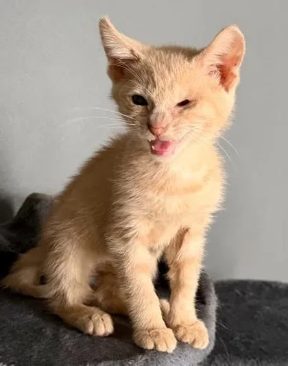 A baby small-sized male Domestic Short Hair cat named Carson for adoption in Chamblee, GA