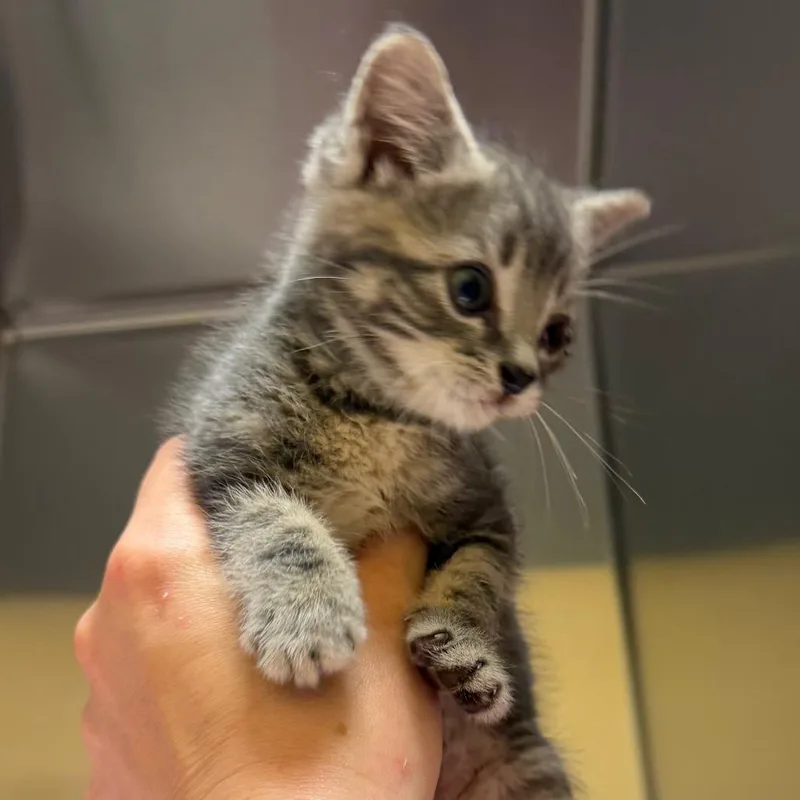 A baby small-sized female Brown / Chocolate Domestic Short Hair cat named Dhanielle for adoption in Pittsburgh, PA