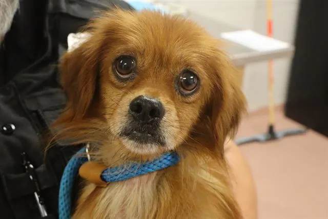 An adult small-sized male Mixed Breed dog named Coral for adoption in Columbia, SC
