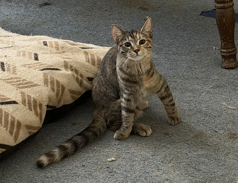 A baby medium-sized female Tabby (Buff / Tan / Fawn) Domestic Short Hair cat named PeeWee for adoption in Mayfield, NY
