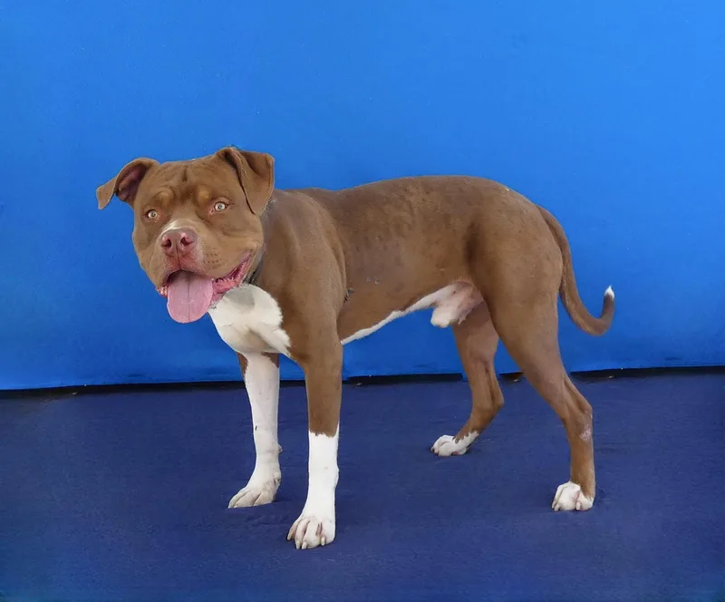 An adult large-sized male Pit Bull Terrier dog named Resse for adoption in Pasadena, CA