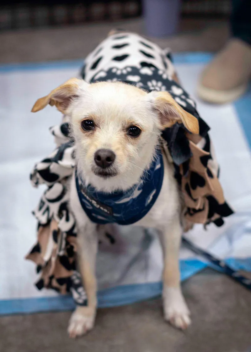 An adult small-sized male Chihuahua dog named Pocket for adoption in West Richland, WA