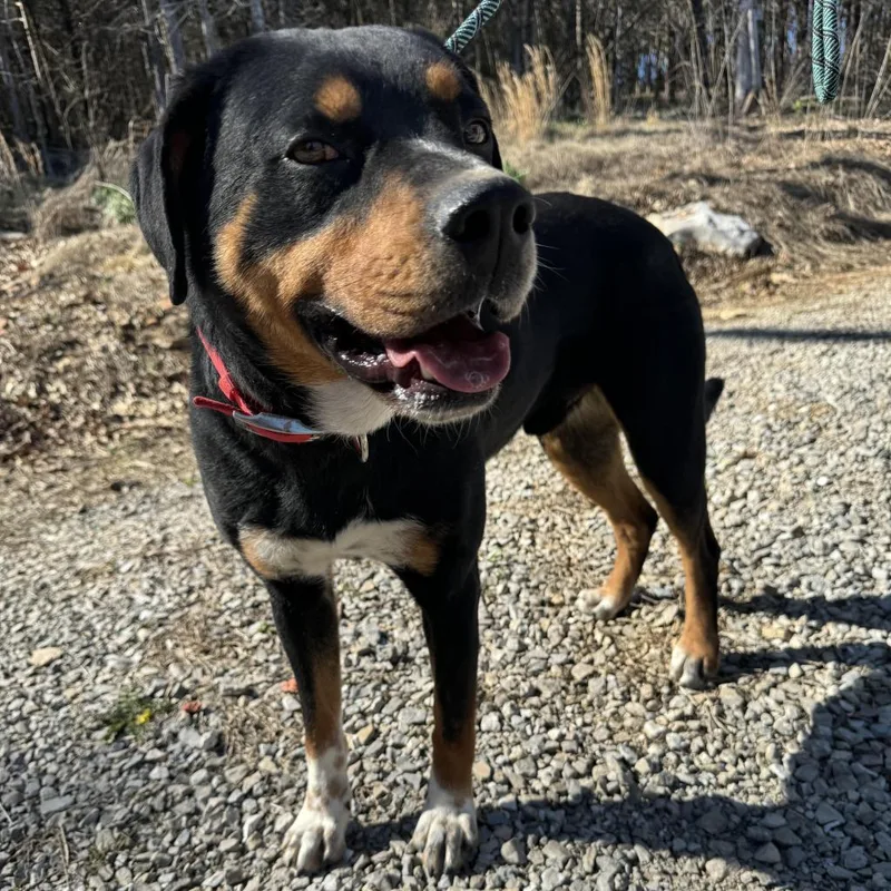 An adult medium-sized male Black Bernese Mountain Dog dog named Bear for adoption in Pineville, MO