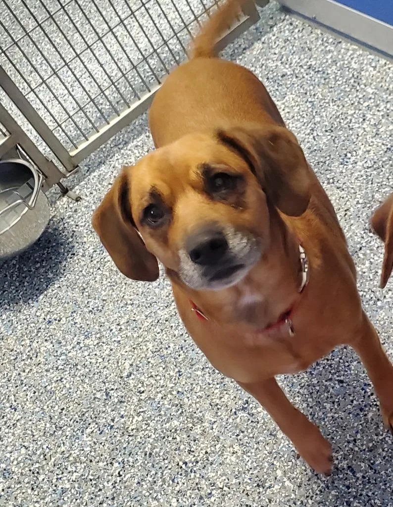 A senior medium-sized female Mixed Breed dog named Sadie for adoption in Angola, IN