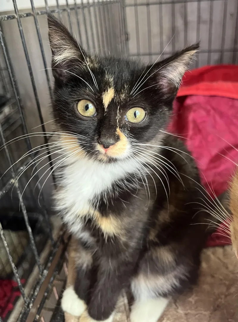 A baby medium-sized female Calico Domestic Short Hair cat named Emma for adoption in Stuart, VA