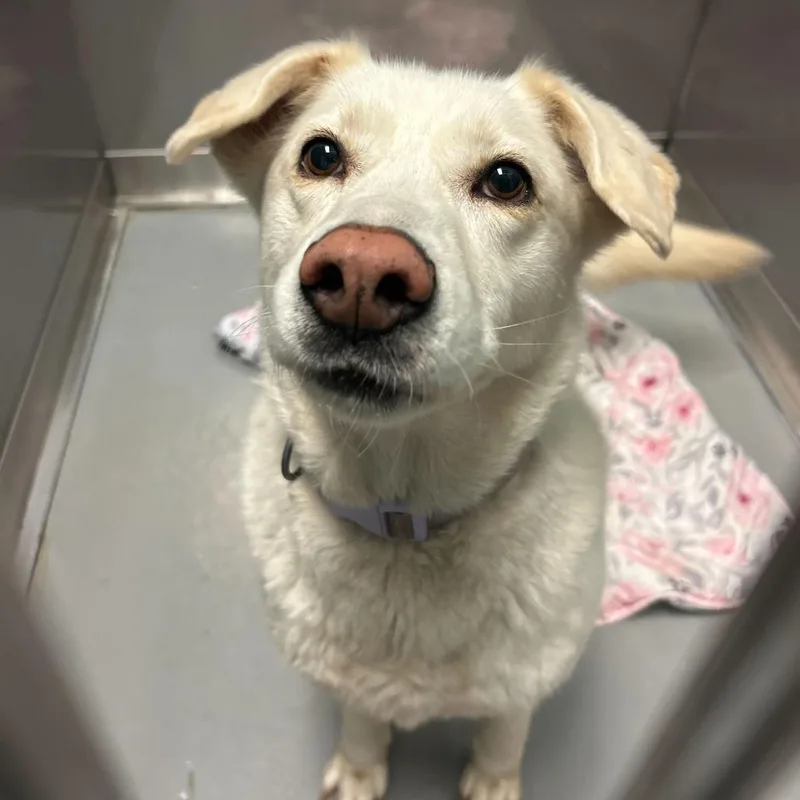 An adult medium-sized female White / Cream Mixed Breed dog named Sasha for adoption in Davenport, IA