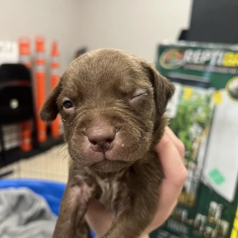A baby small-sized male Brown / Chocolate Pit Bull Terrier dog named Patriot for adoption in East Saint Louis, IL