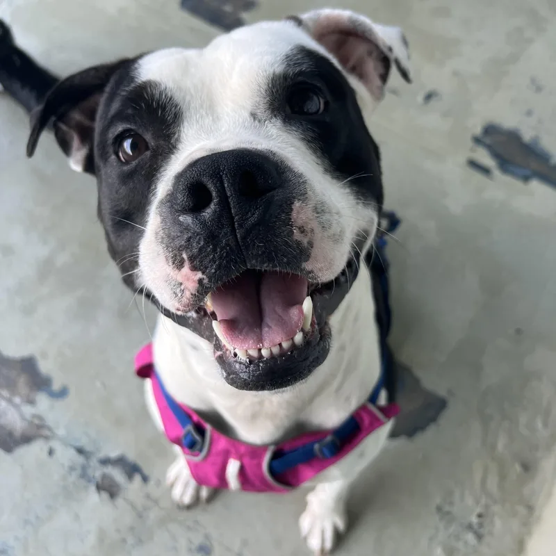 An adult medium-sized male White / Cream Mixed Breed dog named Bugs for adoption in New York, NY