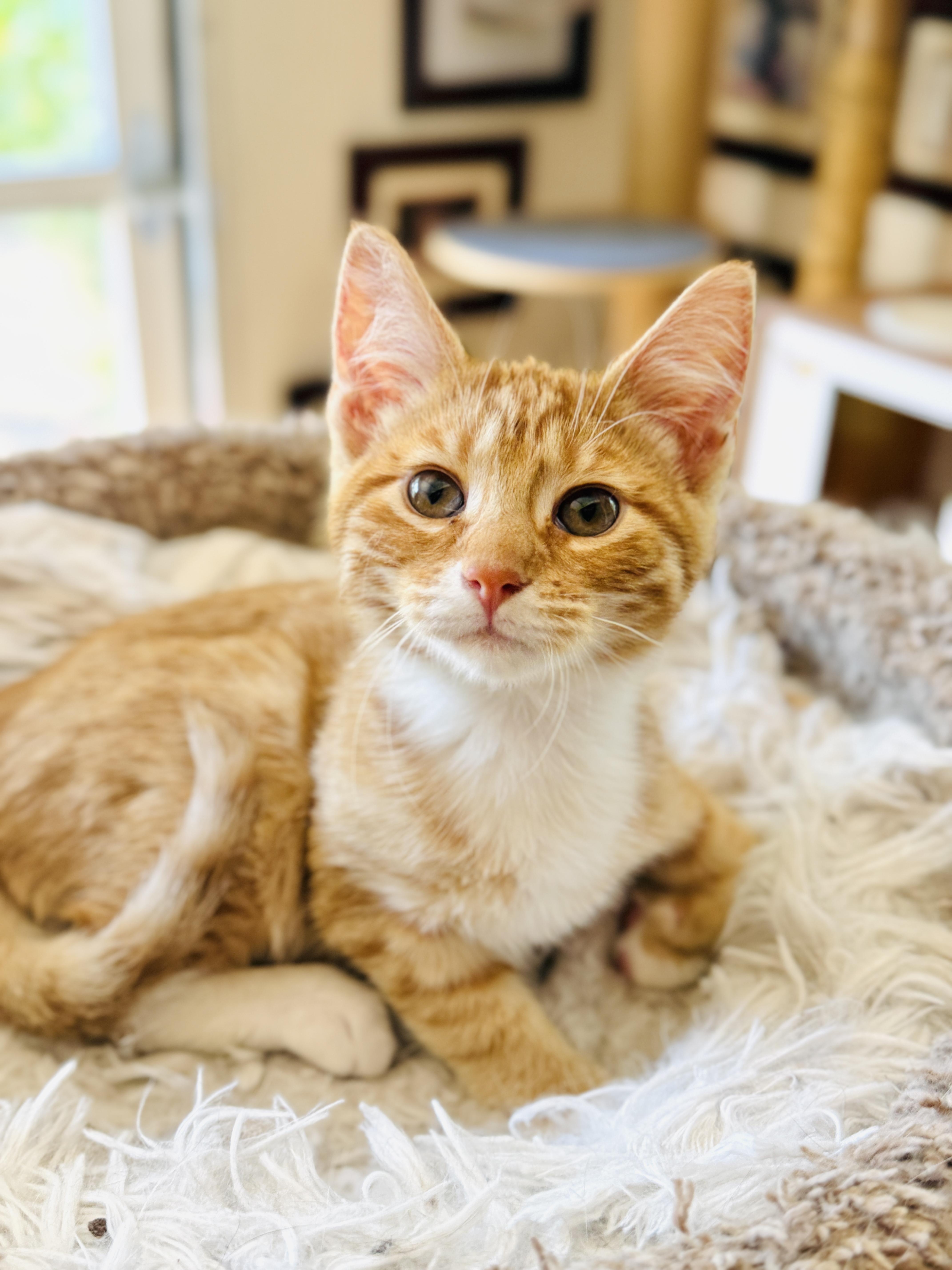 A baby medium-sized male Tabby cat named Theo for adoption in Keller, TX