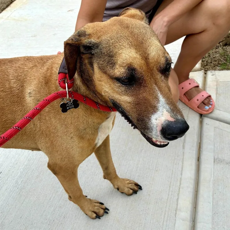 An adult small-sized female Red / Chestnut / Orange Mountain Cur dog named Bramble for adoption in Chattanooga, TN