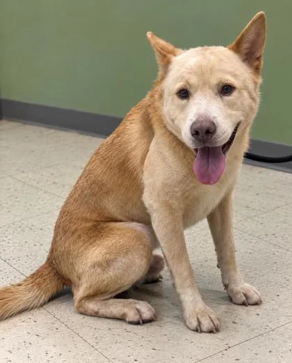 An adult medium-sized male Chow Chow dog named Kain for adoption in Gulfport, MS