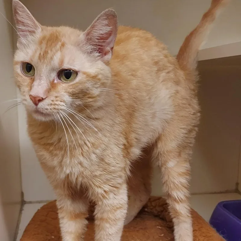 An adult medium-sized female Orange / Red Domestic Short Hair cat named Sunflower for adoption in Dayton, OH