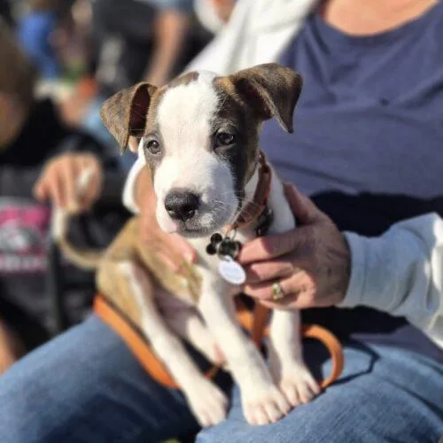 A baby medium-sized male Pit Bull Terrier dog named Omelet for adoption in Lincolnshire, IL