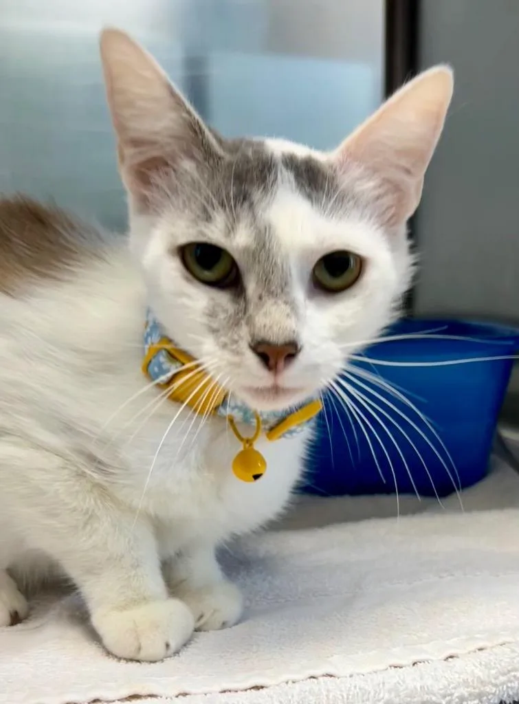 A young small-sized female Domestic Short Hair cat named Daffodil for adoption in Cottonwood, AZ