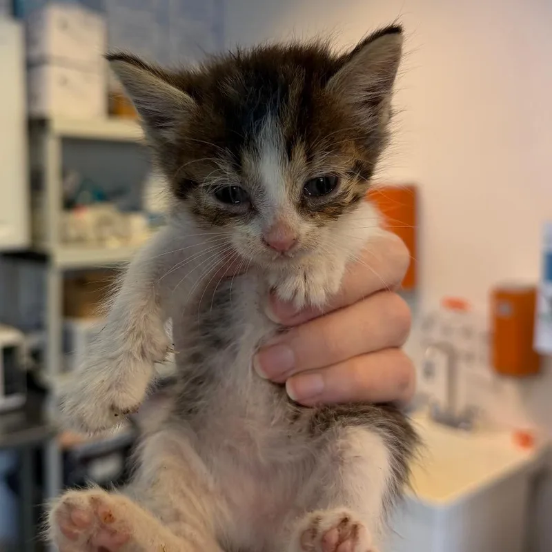 A baby small-sized female Brown / Chocolate Domestic Short Hair cat named Pineapple for adoption in Austin, TX