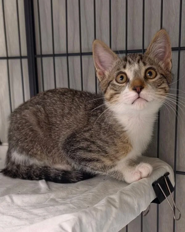 A baby small-sized male Domestic Short Hair cat named Eddy for adoption in Novato, CA