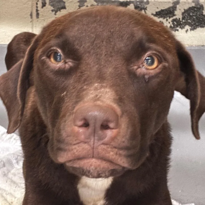 An adult medium-sized female Brown / Chocolate Mixed Breed dog named StrayRiverRoad for adoption in Columbus, GA