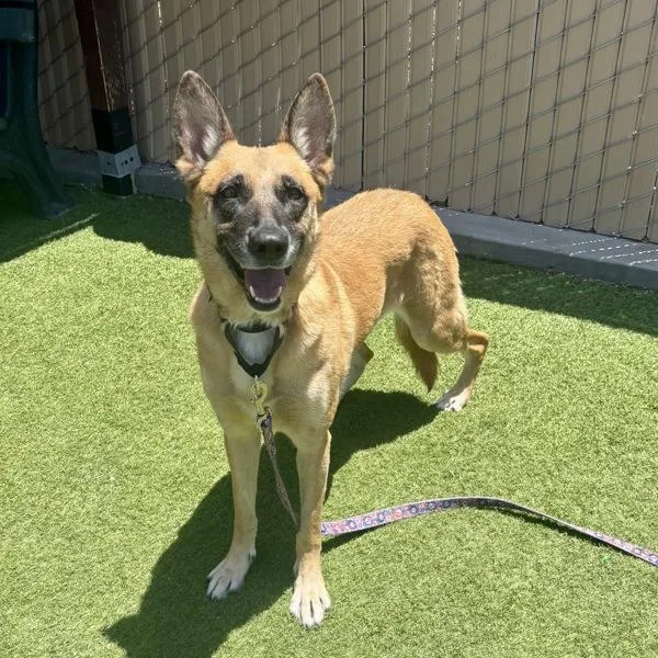 An adult large-sized female Shepherd dog named Jrpinguita for adoption in Oceanside, CA