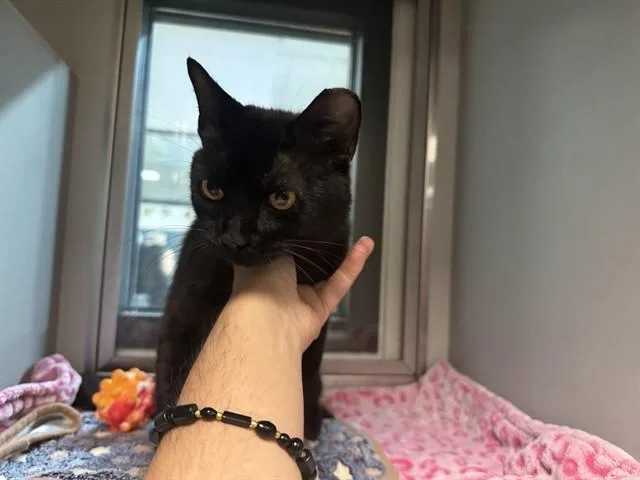 A young small-sized male Domestic Short Hair cat named Snuggles for adoption in Garland, TX