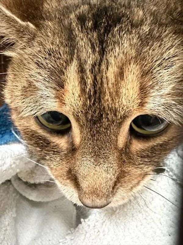 A senior small-sized female Domestic Short Hair cat named Poo for adoption in Austin, TX