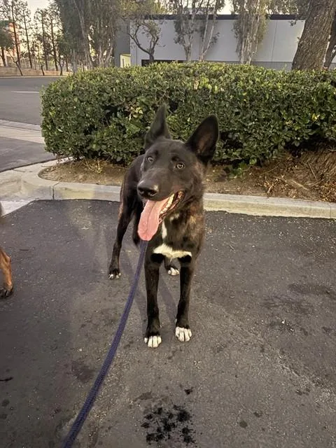 An adult medium-sized male Dutch Shepherd dog named July for adoption in Baldwin Park, CA