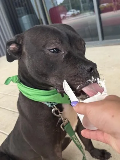An adult large-sized male Black Pit Bull Terrier dog named Matthew for adoption in Kansas City, MO