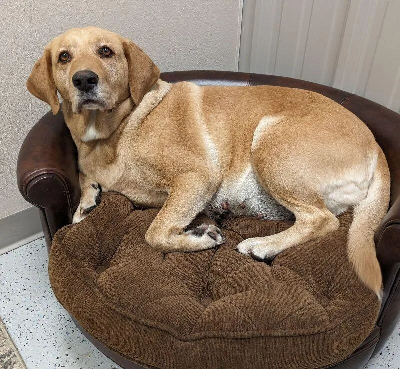 An adult large-sized female Yellow Labrador Retriever dog named Taylor for adoption in Yankton, SD