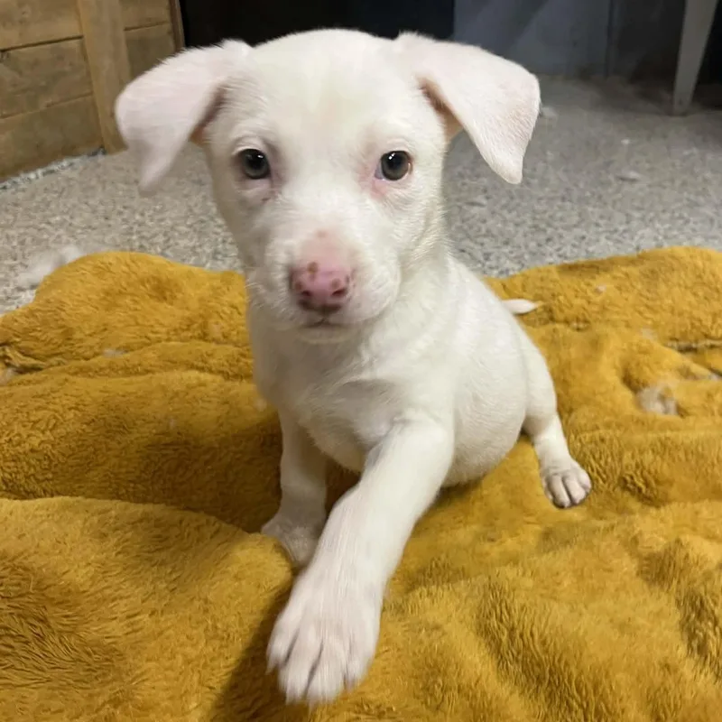 A baby medium-sized female White / Cream Australian Shepherd dog named Ivy for adoption in Kentwood, MI