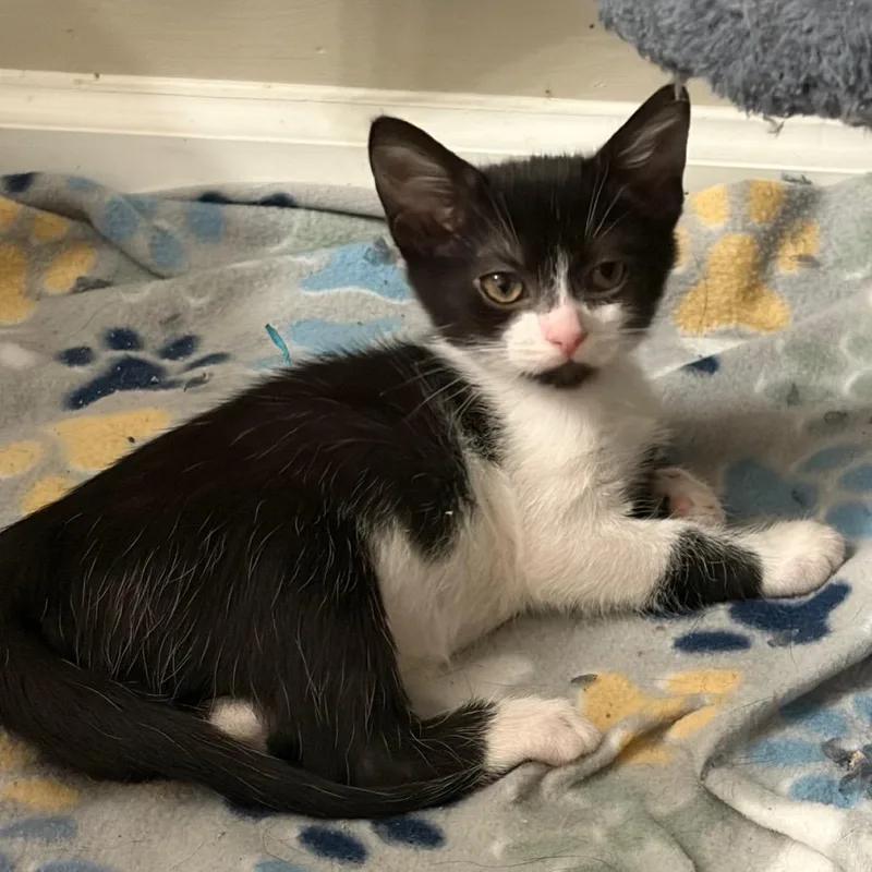 A baby small-sized female Black Domestic Short Hair cat named Bink for adoption in Brownsboro, AL