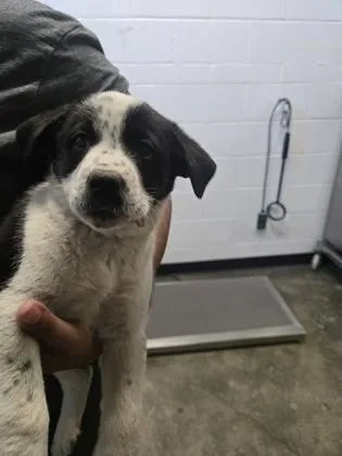 A baby medium-sized female Australian Cattle Dog / Blue Heeler dog named Ciao for adoption in Sacramento, CA