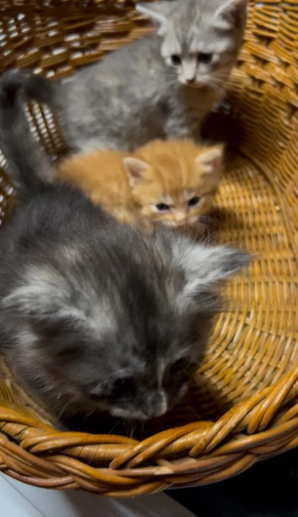 A baby small-sized male Tabby cat named Oscar for adoption in San Antonio, TX