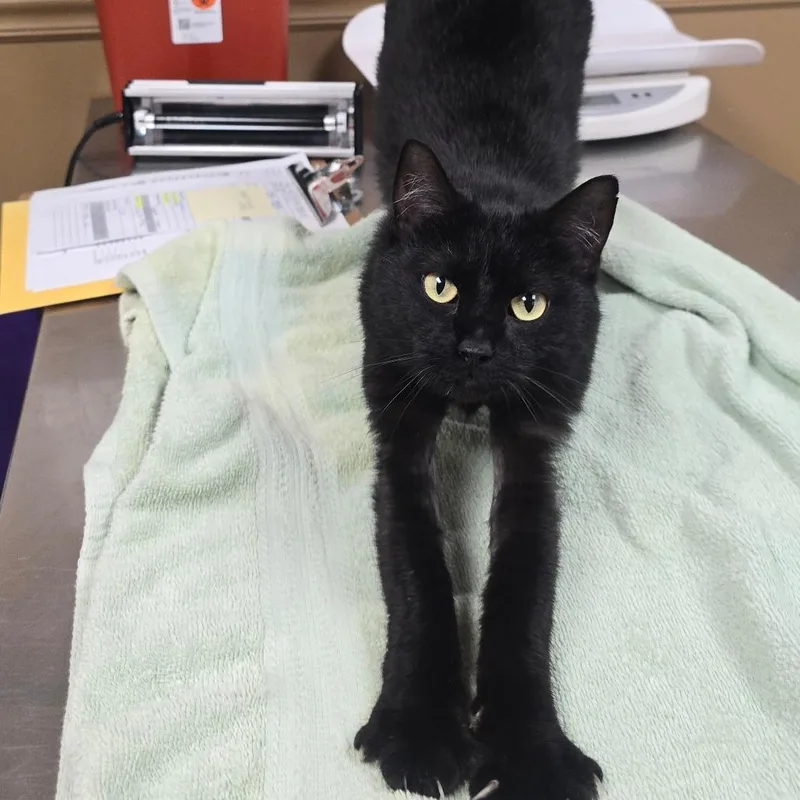 M. Rasmodius thumbnail 2