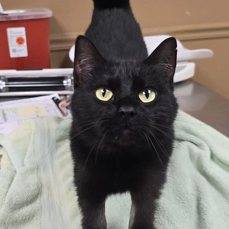 M. Rasmodius thumbnail 3