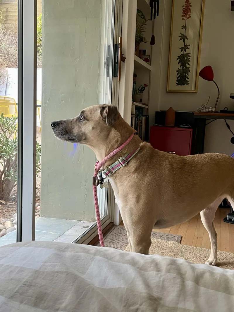 An adult large-sized female Yellow / Tan / Blond / Fawn Black Mouth Cur dog named Daisy for adoption in Los Angeles, CA