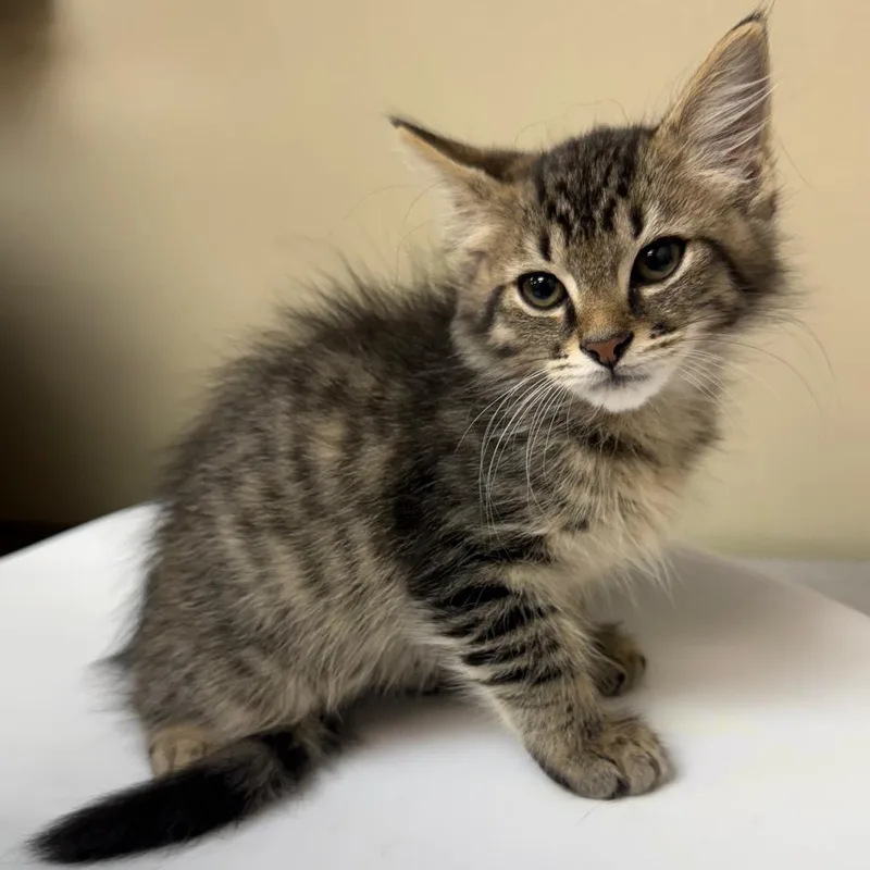A baby small-sized male Brown / Chocolate Domestic Medium Hair cat named Neptune for adoption in Birmingham, AL